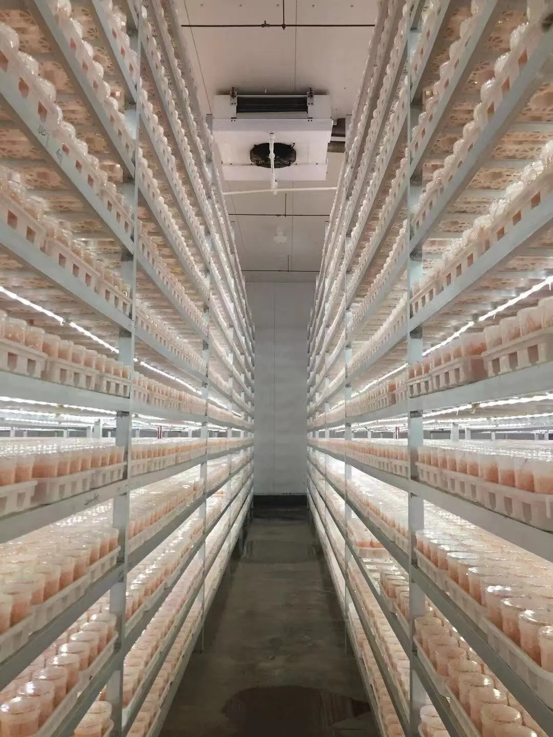 Nutrient-rich Sold all year round fresh organic Cordyceps Flowers And Dried Cordyceps