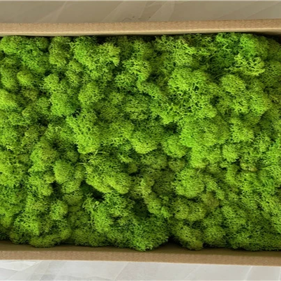 
Beautiful Multicolored preserved moss for Plant wall decorative for home decoration 