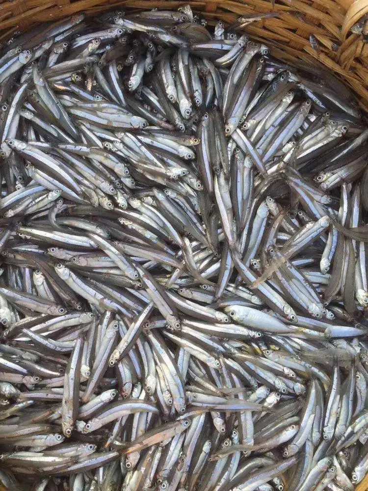 Widely Used Cabinet Tray Drying Oven for Food/ Fish/ Meat/ Flower/Vegetable secador/wood dryer machine