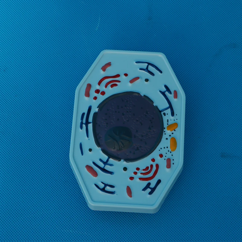 Teaching instruments: Animal and plant cell mitosis and meiosis models