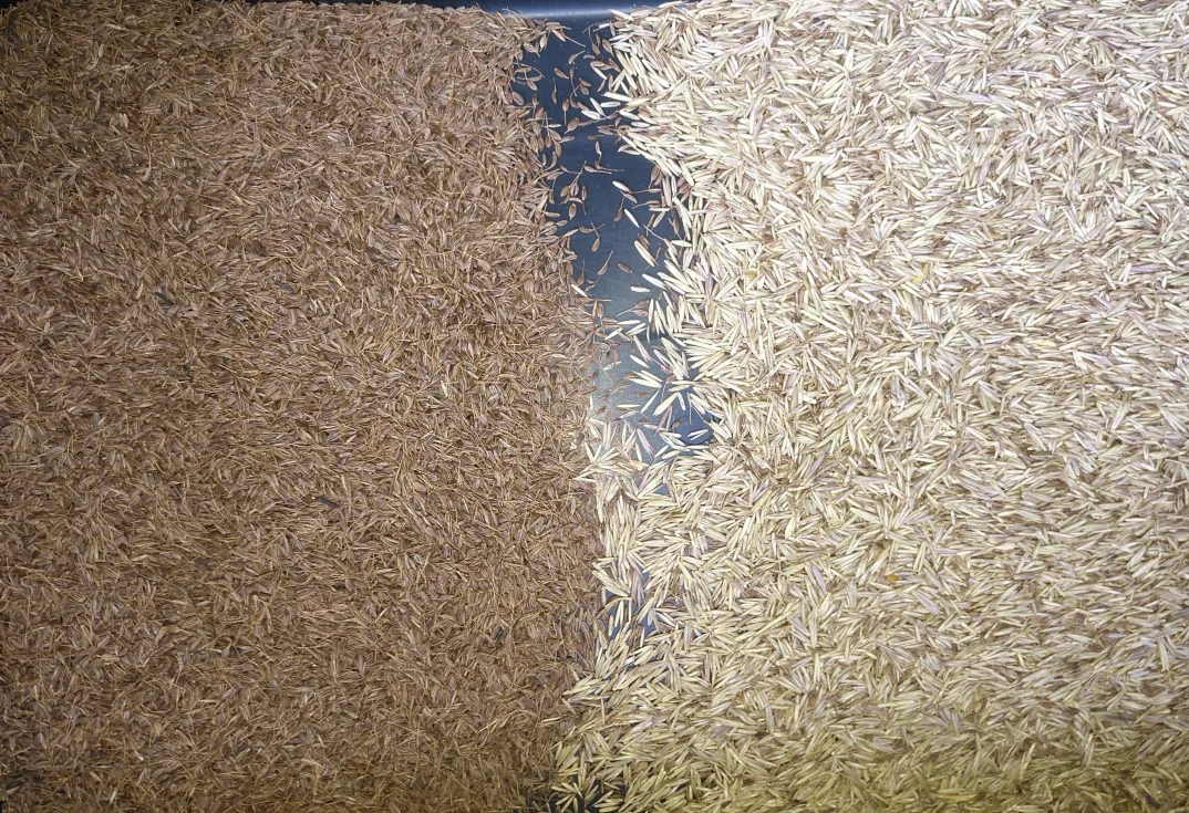 Colour sorter corn maize rye quinoa color sorter sorting machine online color sorter manufacturer high capacity