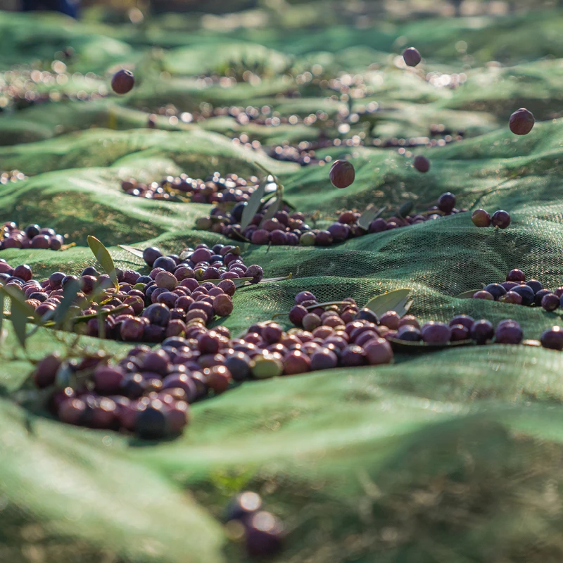 Top quality Extravirgin olive oil, 100% product of Italy, Cold Pressed 5 LT, 4 pcs x box ready to ship