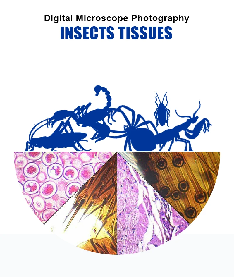 Factory urinary bladder(relaxed) sec. zoology microscope prepared slides with high quality