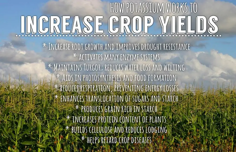 
agriculture fertilizer use sop potassium sulphate , sulfate of potash 