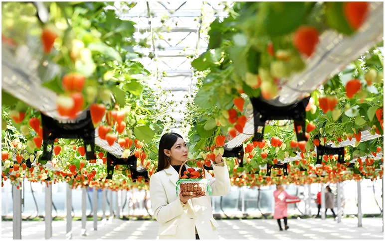 Drip Irrigation Planting Greenhouse Substrate Soilless Cultivation Balcony Planting  With Tomato Strawberry