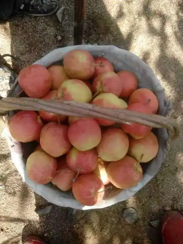 
Wholesale of reliable quality of the new red xiao pear 