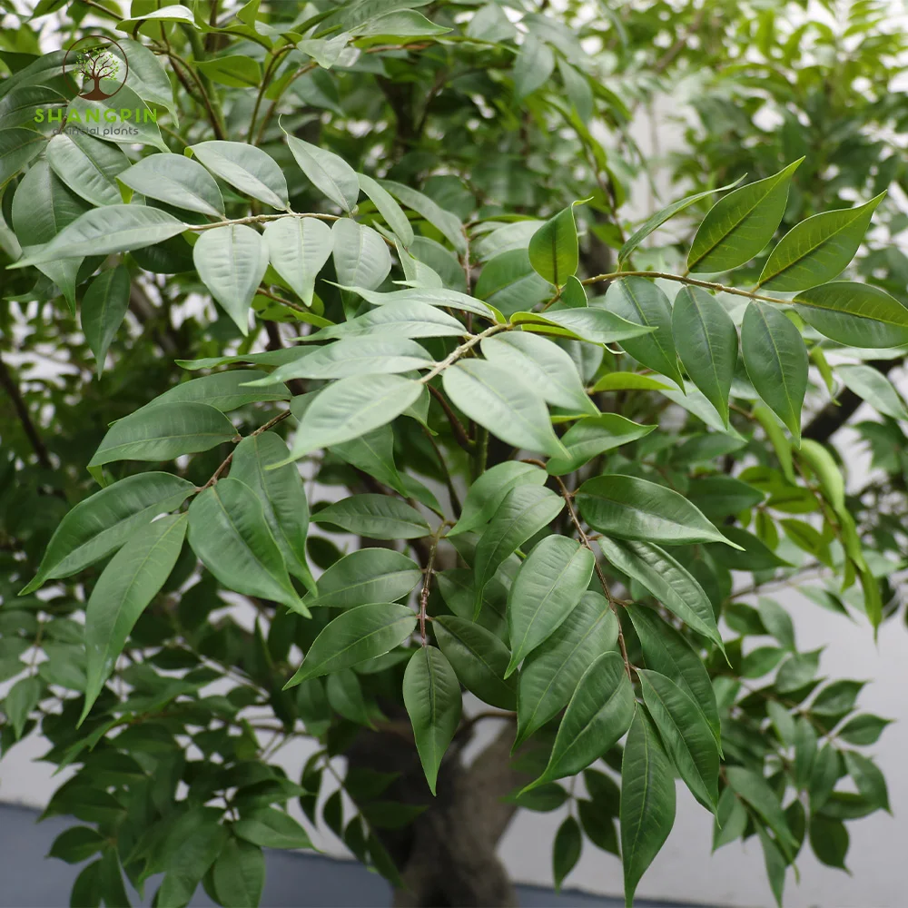 Искусственный лак Лакированное дерево Rhus Vernicifera декоративное для внутреннего наружного декора ландшафтного пространства дизайн
