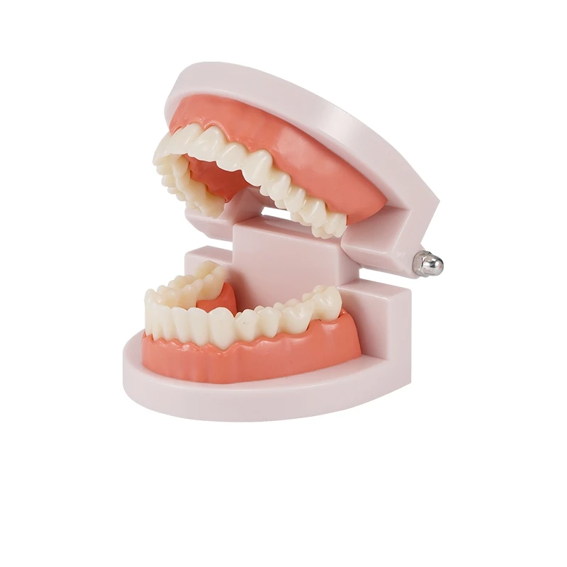 OEM oral model dental anatomy dental preparation exercise removable for teaching
