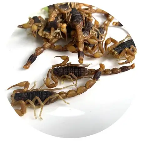 Корм для домашних животных, эко свежий Скорпион, насекомое, белок, пищевой Скорпион для домашних животных