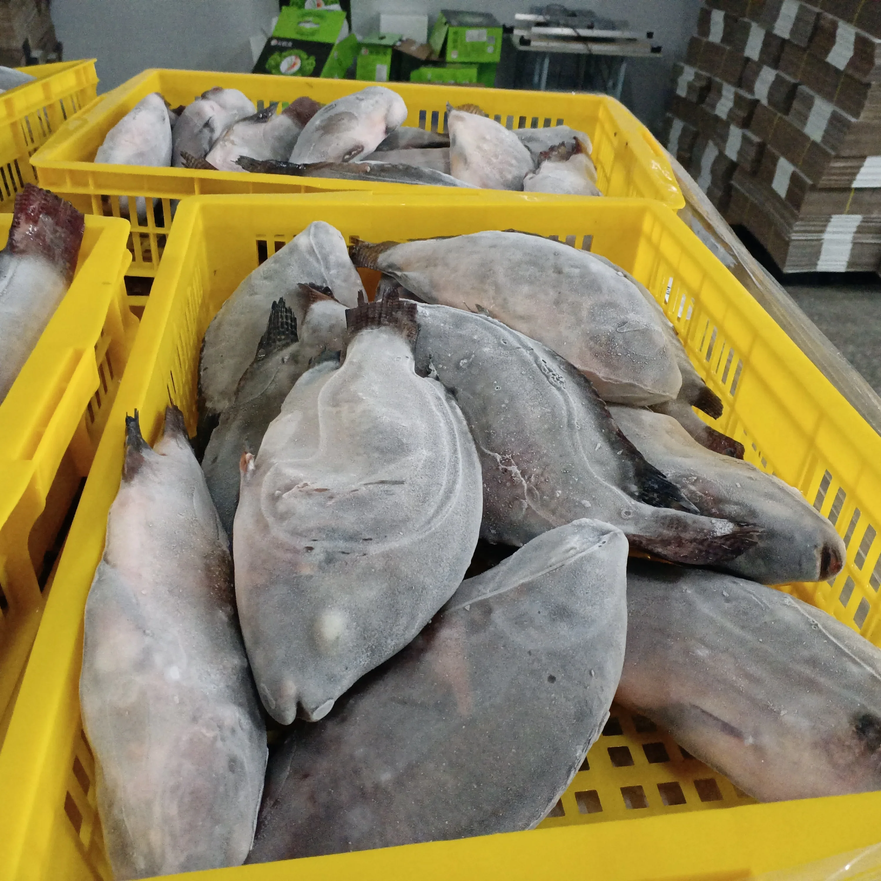 800g up IQF Frozen whole tilapia Wholesale price  tilapia fish