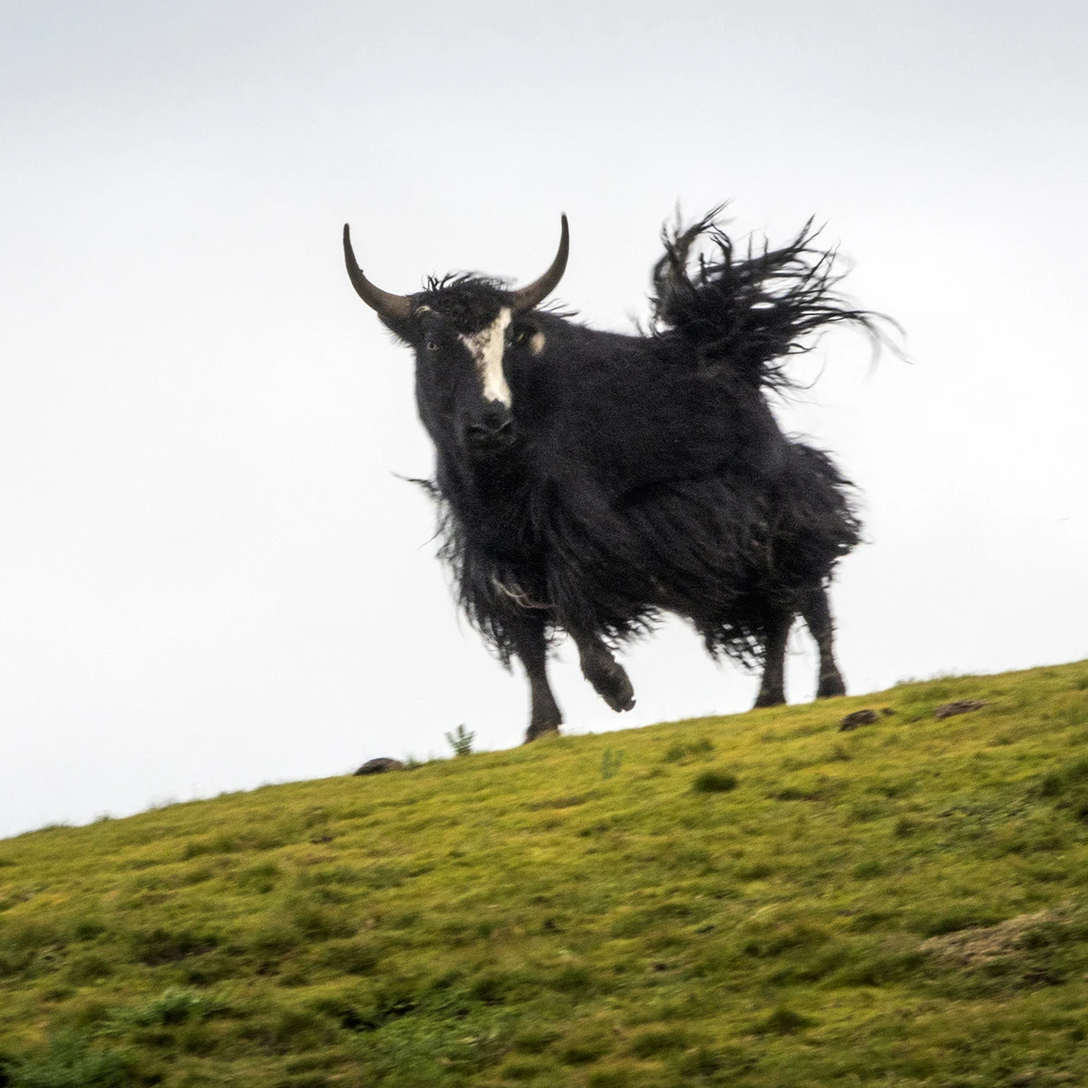 Shoulder Clod Wholesale Prices  qinghai Yak Beef Meat From ISO-Certified Facility