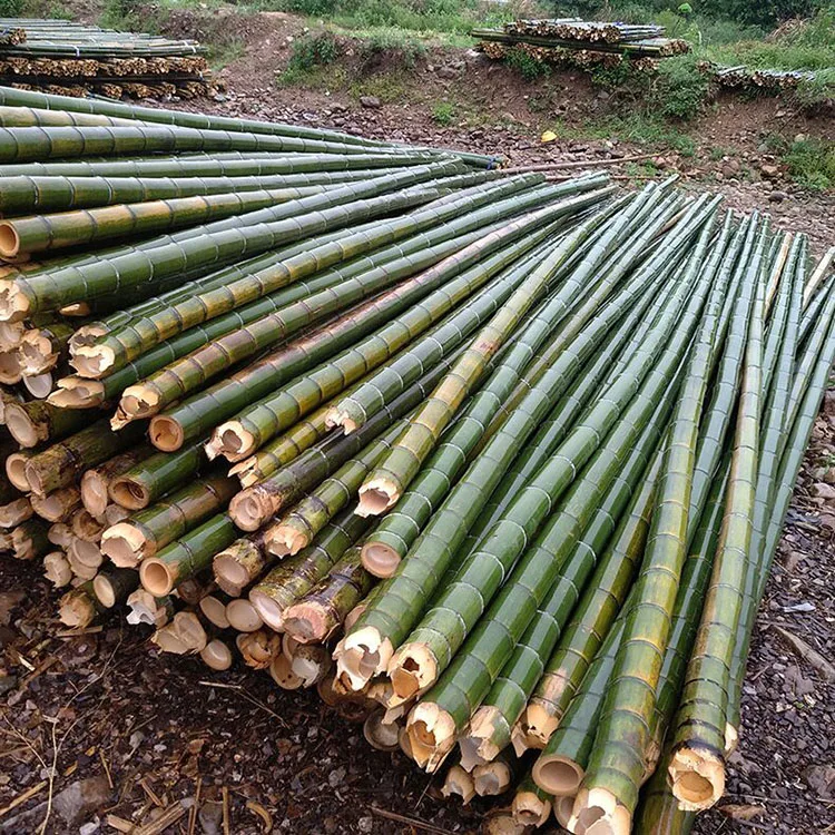 Indoor Decoration House Ceiling Partition Outdoor Fishing Pure Natural Planting Plants Bamboo Pole Price Raw Materials