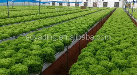 Agricultural NTF Hydroponic Growing System