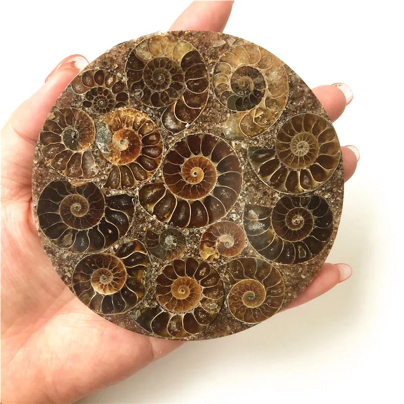 natural Madagascar ammonite plate coaster mineral specimens fossils feng shui compass for decoration