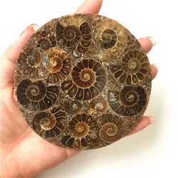 natural Madagascar ammonite plate coaster mineral specimens fossils feng shui compass for decoration