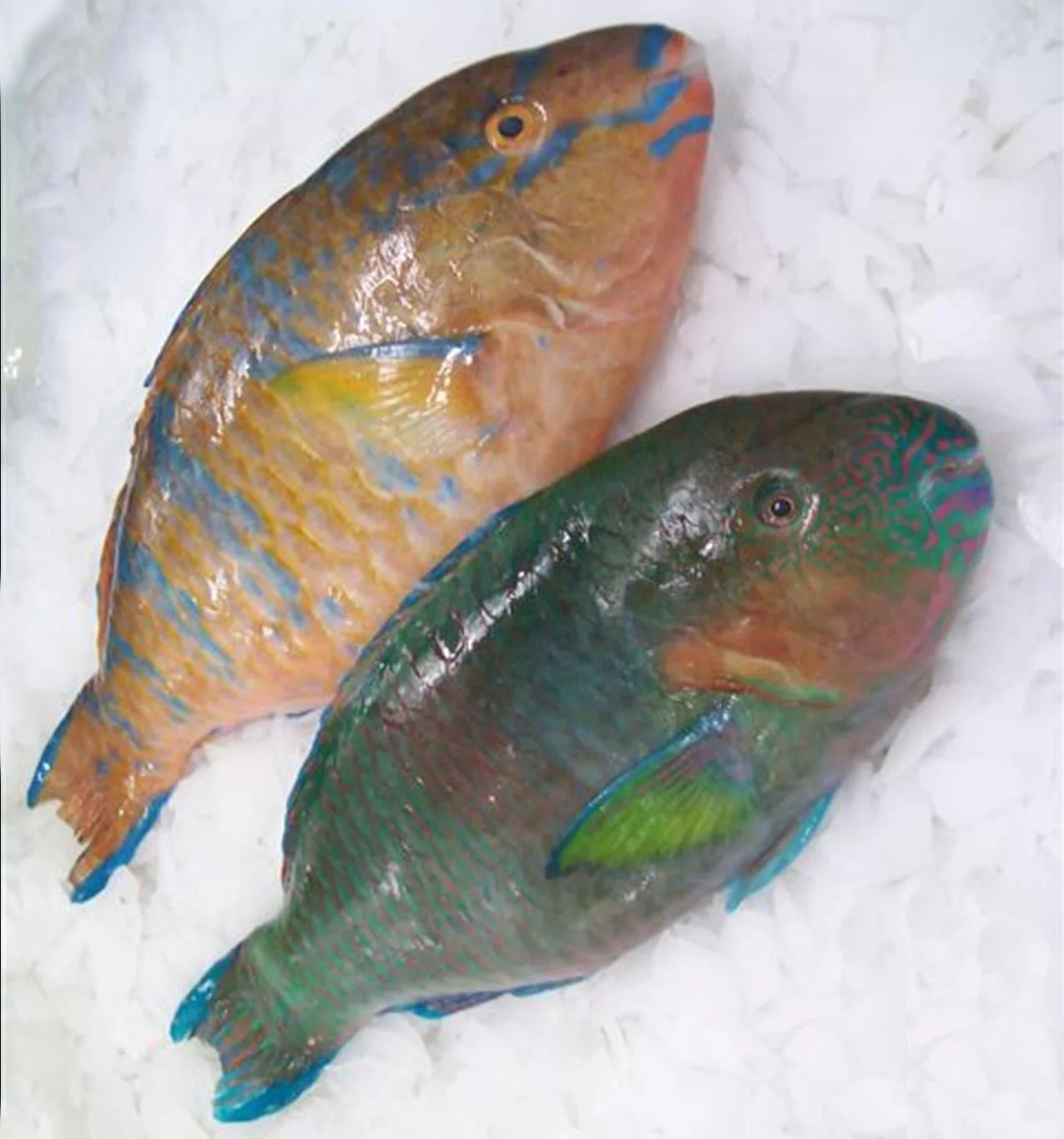Natural Frozen Parrot Fish Whole /Fillets Iqf Bulk Seafood Big Size
