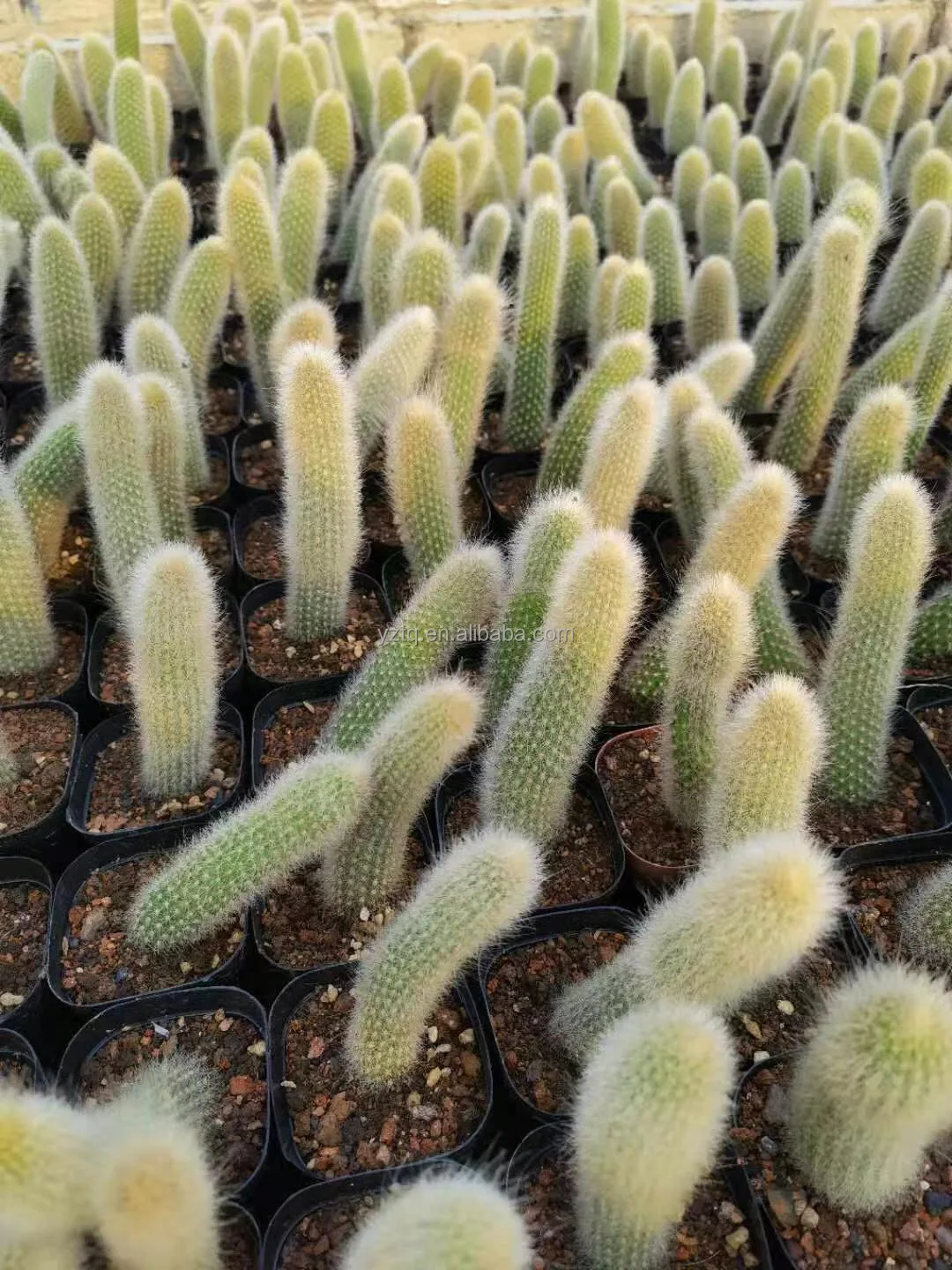 
Wholesale succulent plant lmixed color flowers monkey tail cactus Ornamental Woody Plants cactus or cactus plants live natural 