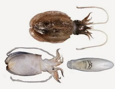 Premium Grade cuttlefish bone powder/dried cuttlefish bone/Ms.Thi Nguyen +84 988 872 713