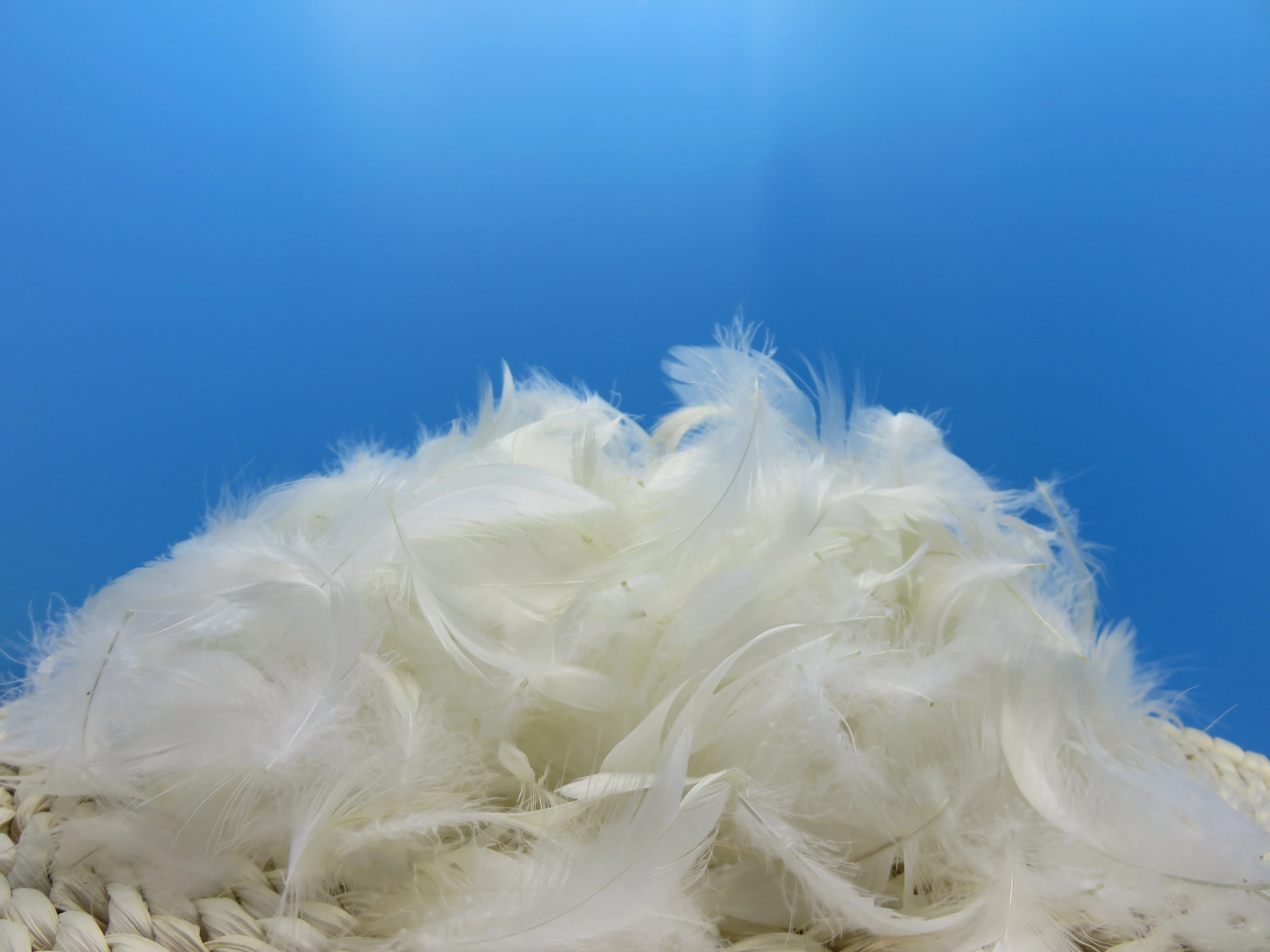 4-6cm White Duck Feathers Washed Pattern Product
