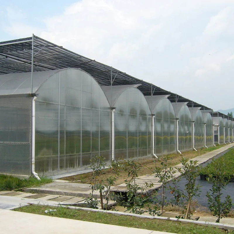Multi Span Agricultural Greenhouse with Large Type Galvanized Steel Frame
