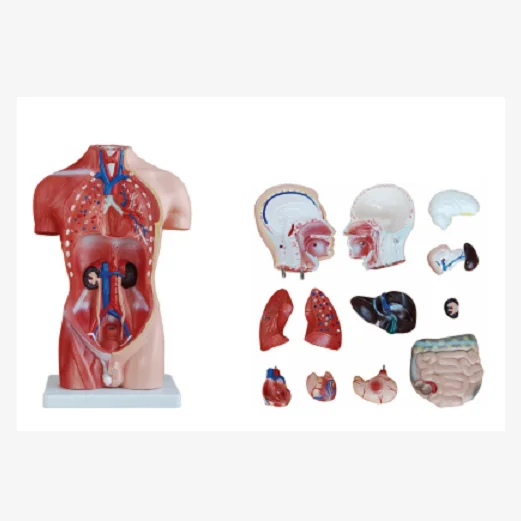 
42CM 13parts human torso anatomy model,Small size torso anatomy model 