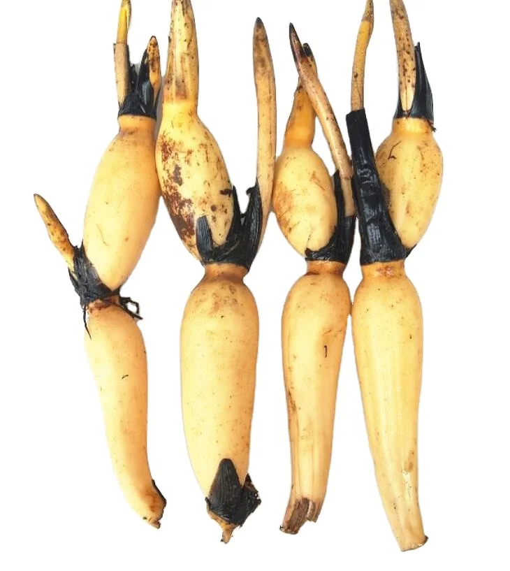 
New collected fresh Nelumbo nucifera Rhizome Lotus roots for sale 