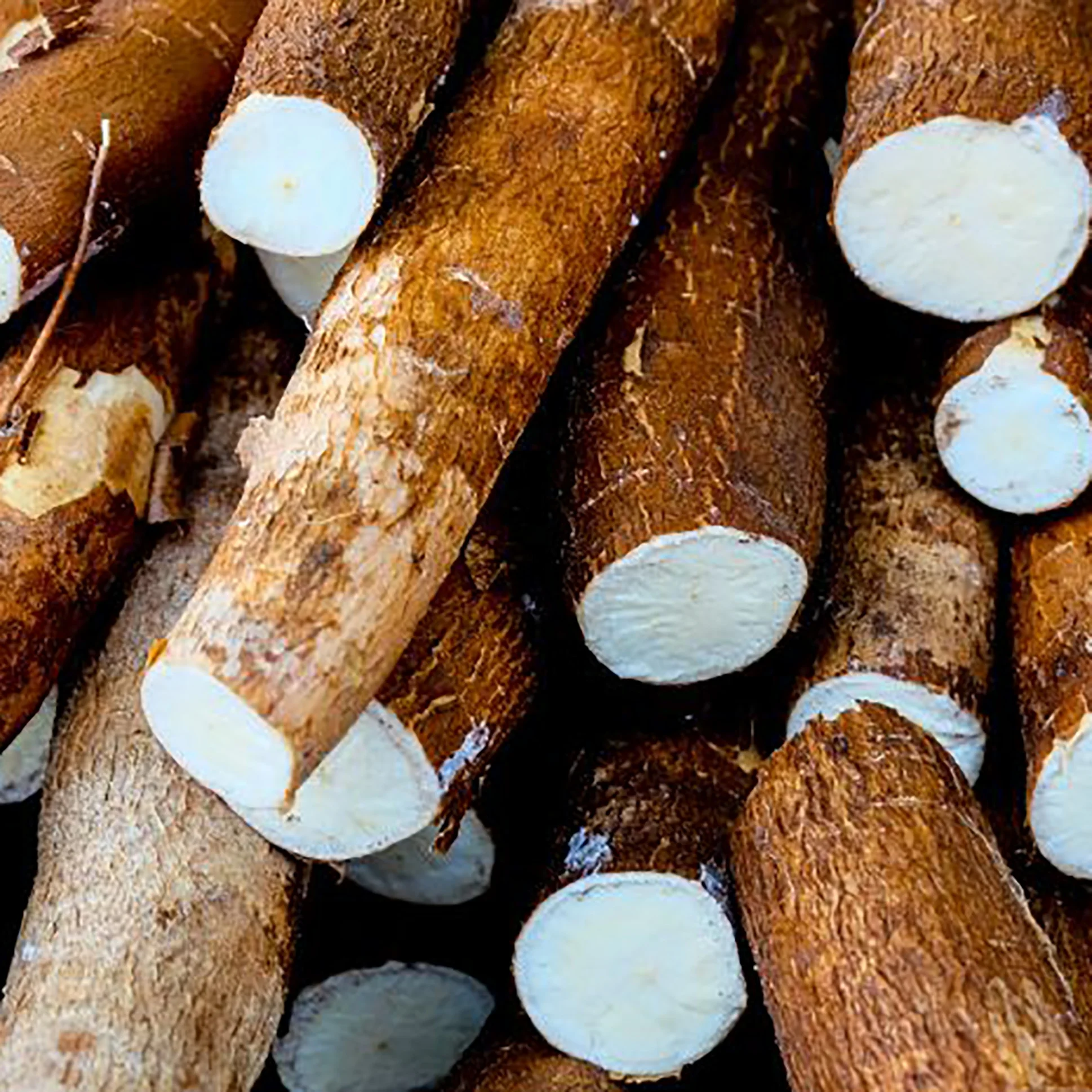 
Hot Selling Fresh Cassava In Large Quantity For Market Sale 
