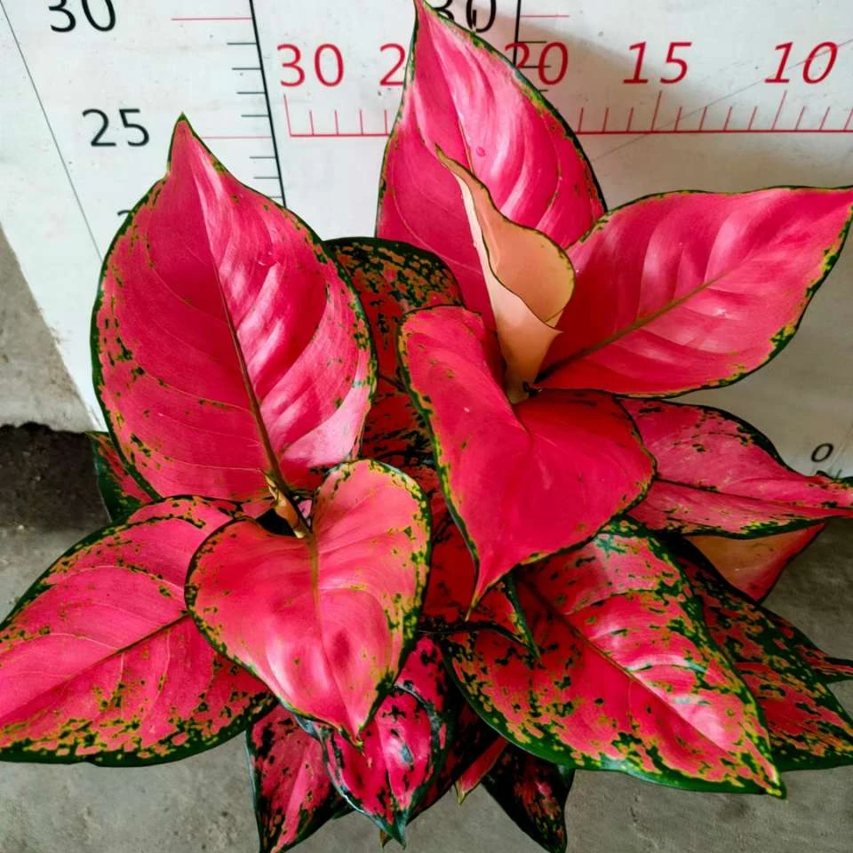 Wholesale Aglaonema Hongyan 3 in 1 Red Aglaonema artificial plants