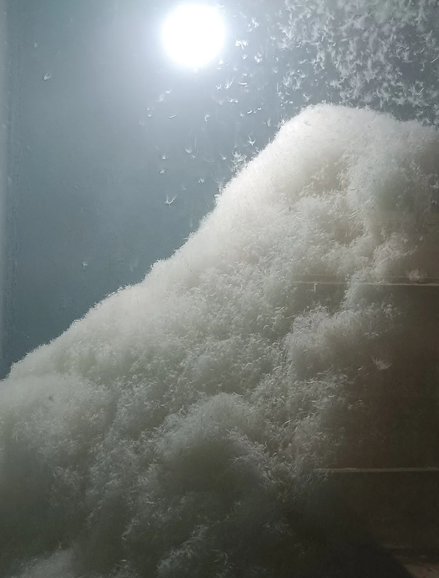 Down jacket down comforter filling supply wholesale feel delicate super fluffy soft washed white duck down