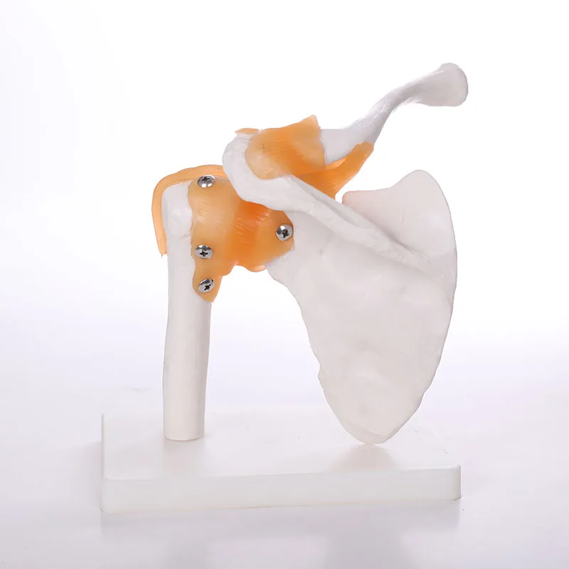 ADA 42cm Nursing School Pvc Human Teaching Anatomical Skull Model Small Skeleton Toy For Science Medical Spine Simulator