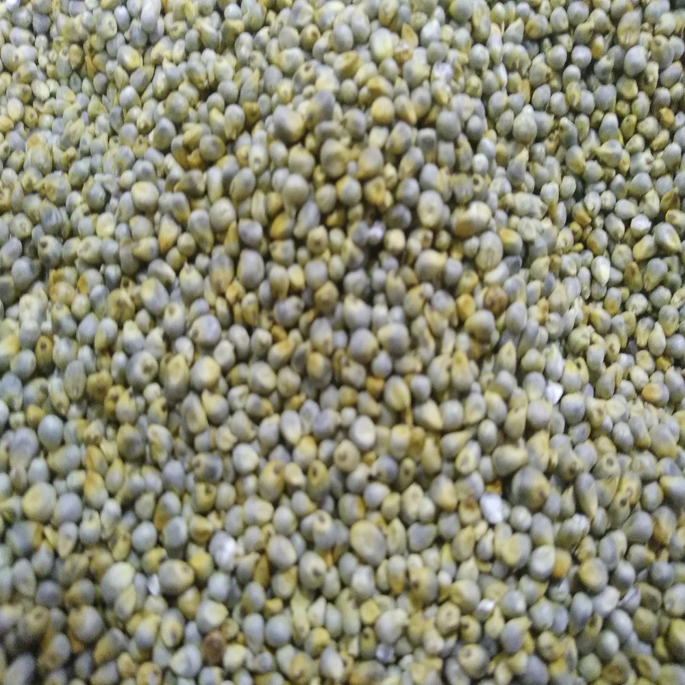 Green Millet Seeds for Animal Feed for Birds Cattle Horses Pigs and Other Animals in Gulf Countries Grain Type