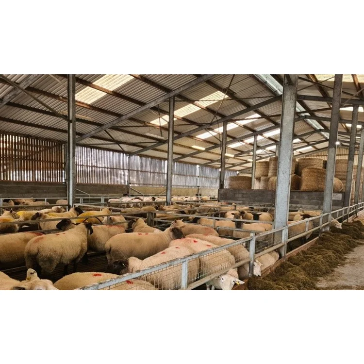 Animal Farming Design Shed House Low Price Steel Structure Prefab Farm Sheep Shed House in China