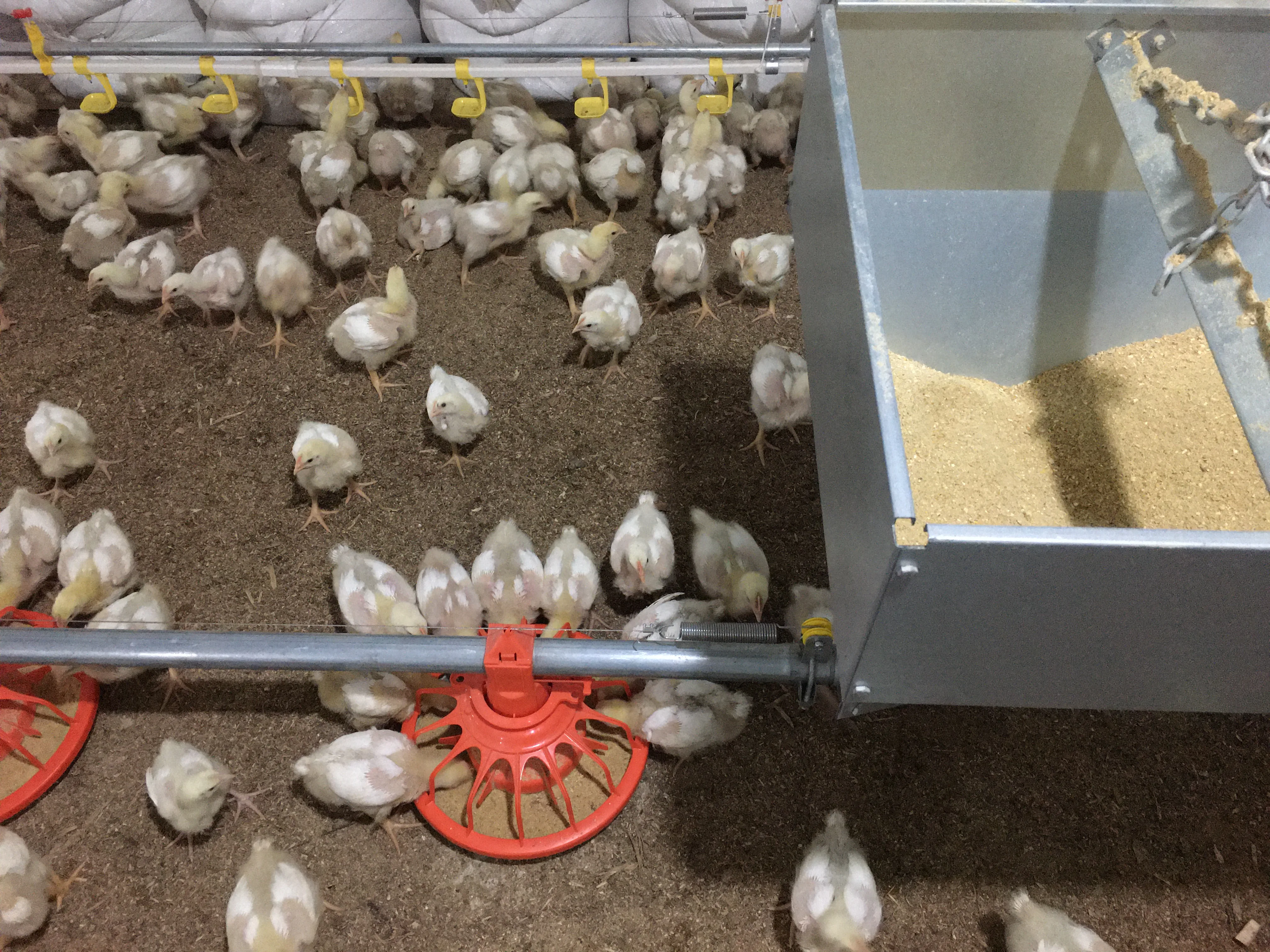 Modern Full-Automatic Chicken Broiler Floor Flat Raising Equipment Poultry Farming Used Condition Chicken Feed Feeding Equipment