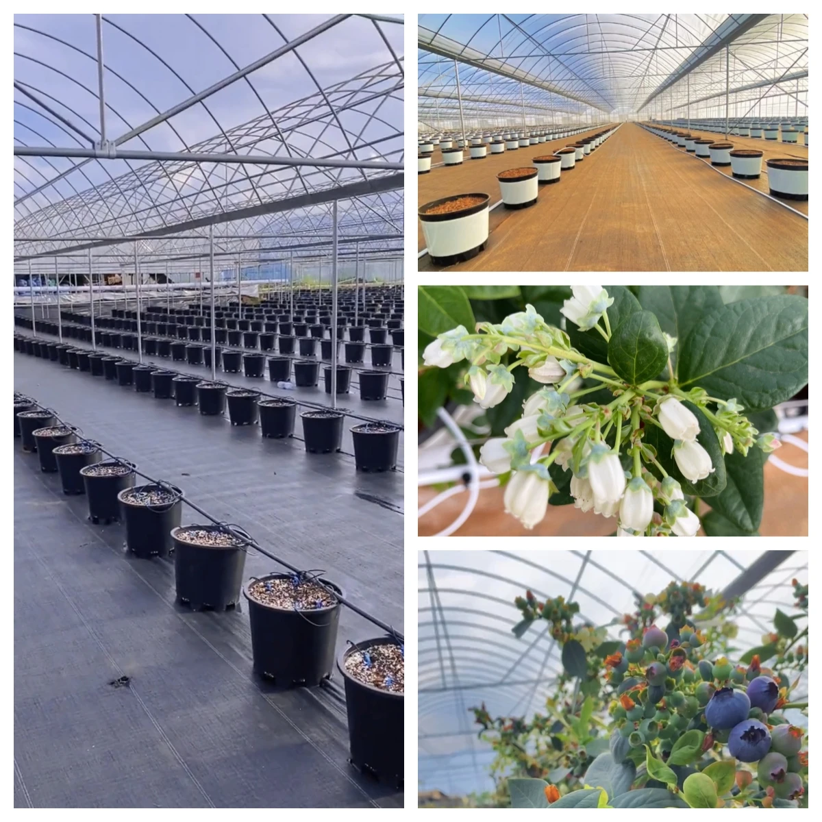 Muti-span Plastic Green house Fruits Growing Green house for blueberry strawberry