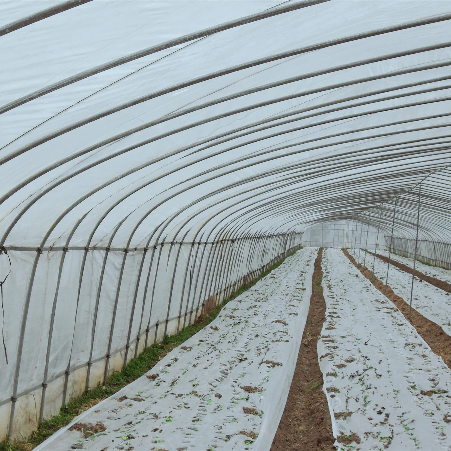 Mini Tunnel Greenhouse with Plastic Film and Galvanized Steel Frame for Vegetables/Flowers