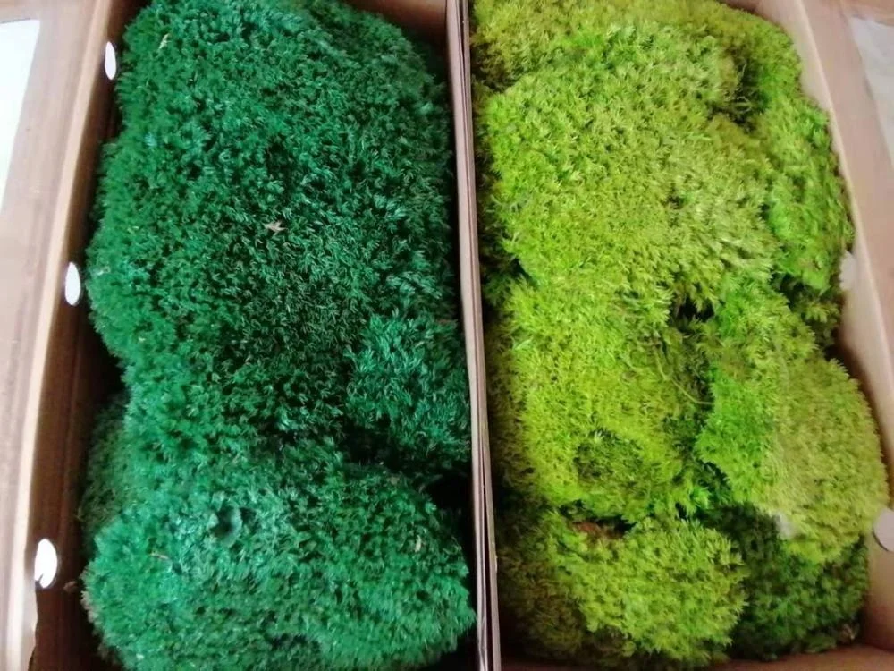 China Factory High Quality Preserved Pole Moss For Wall Decor Home Decor preserved moss