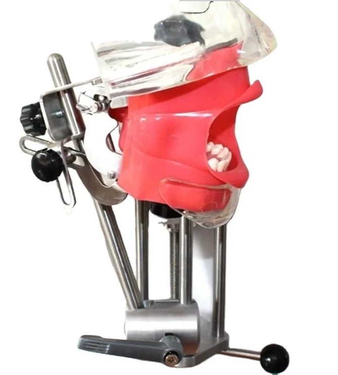 
Oral Cavity Training Simple Simulation Head Teeth Model 