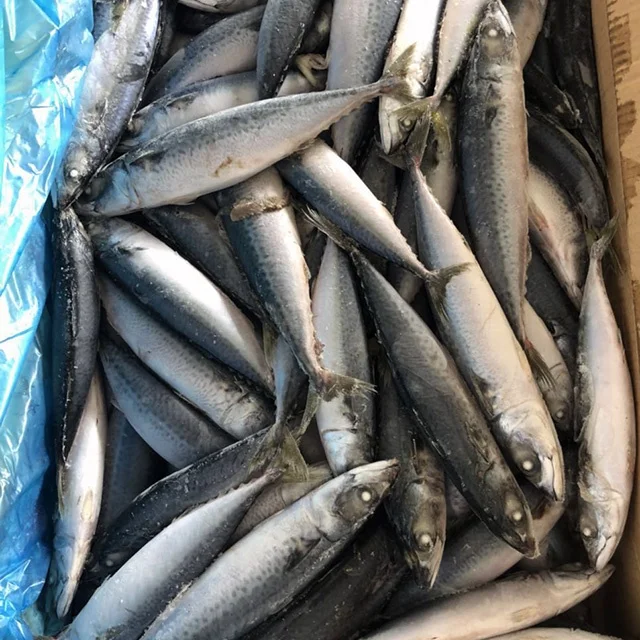 Лучшее Качество Целая замороженных Тихоокеанского рыба скумбрия