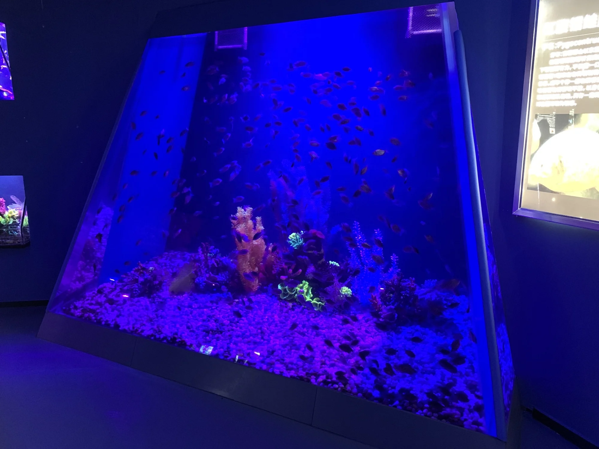 high quality acrylic glass aquarium factory