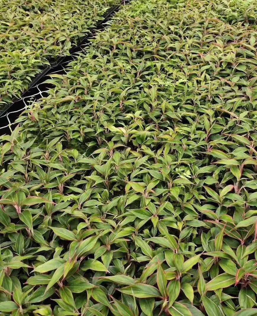 Завод рассады культура тканей растений рассады Wannianhong саженцы