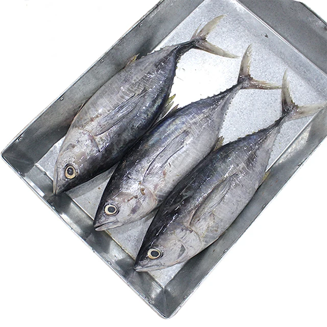 Fresh Seafrozen Whole Bigeye Tuna Fish