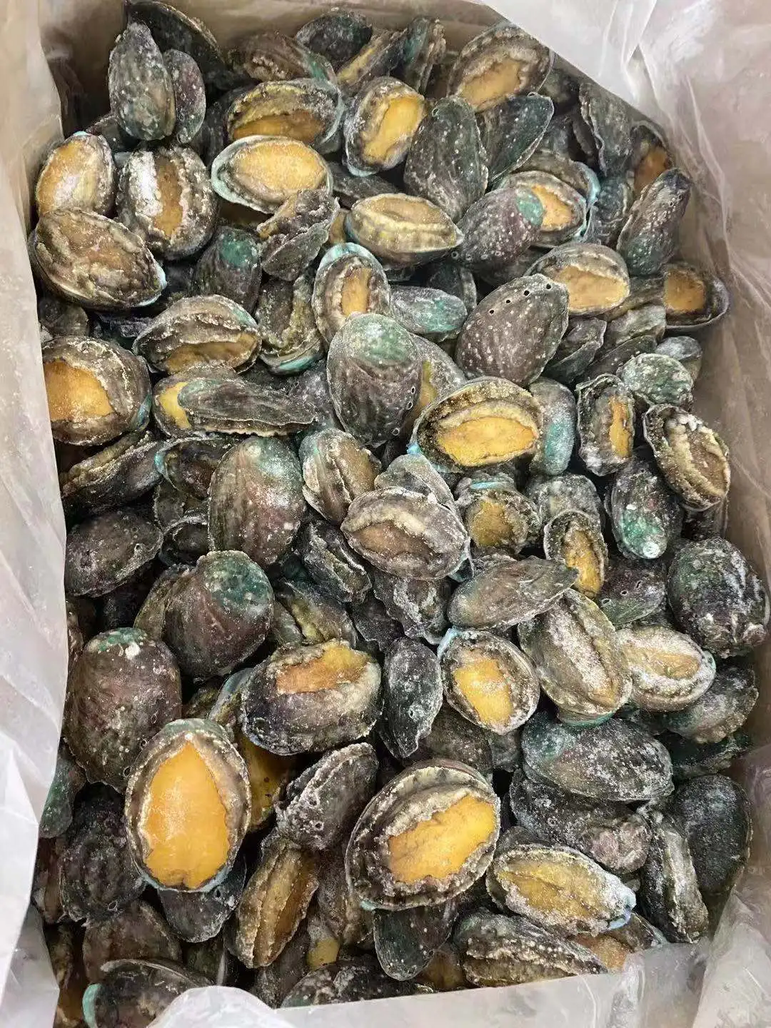 Wholesale  In With Shell Abalone Haliotis In Shells