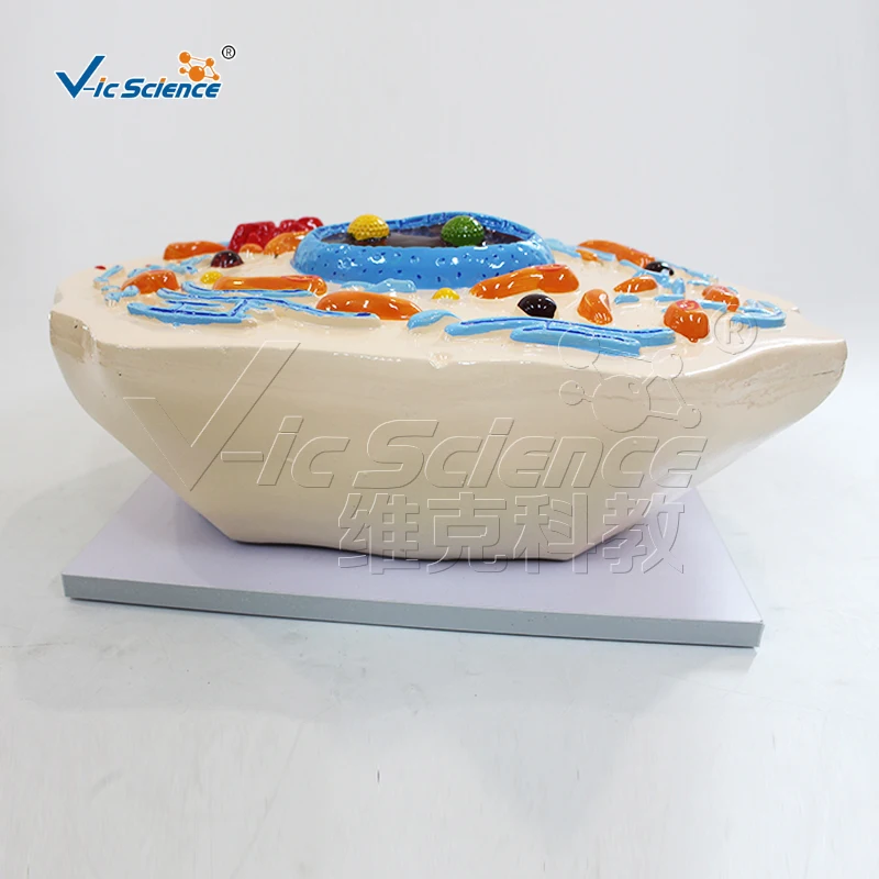 Cell submicrostructure model biology teaching model anatomical model laboratory and school equipment