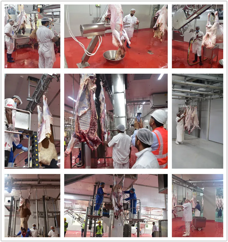 halal_meat_slaughter_process_camel_with_quality_abattoir_machine