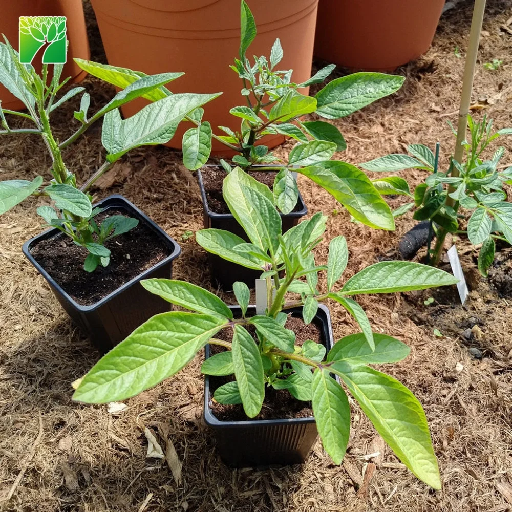 
 Растительная ферма Прямая продажа рассады фруктовые деревья Solanum muricatum Pepino Дыня  