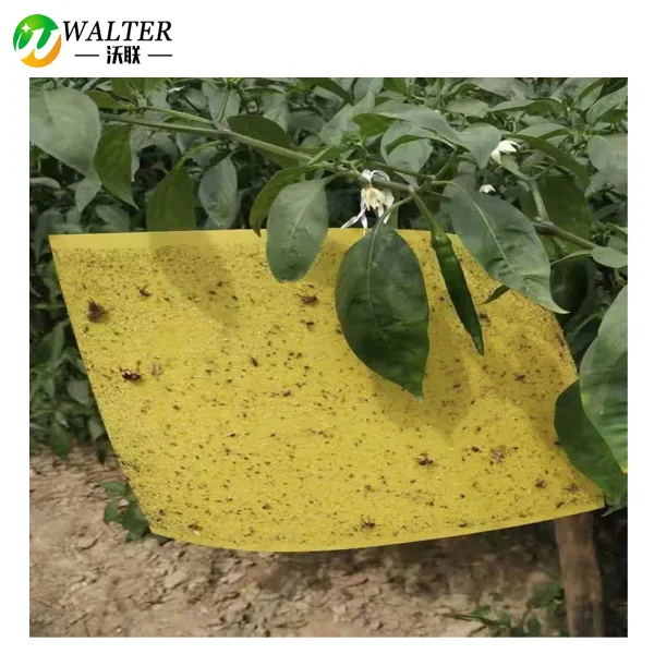 Non toxic plastic yellow sticky traps for insects pest control in agriculture