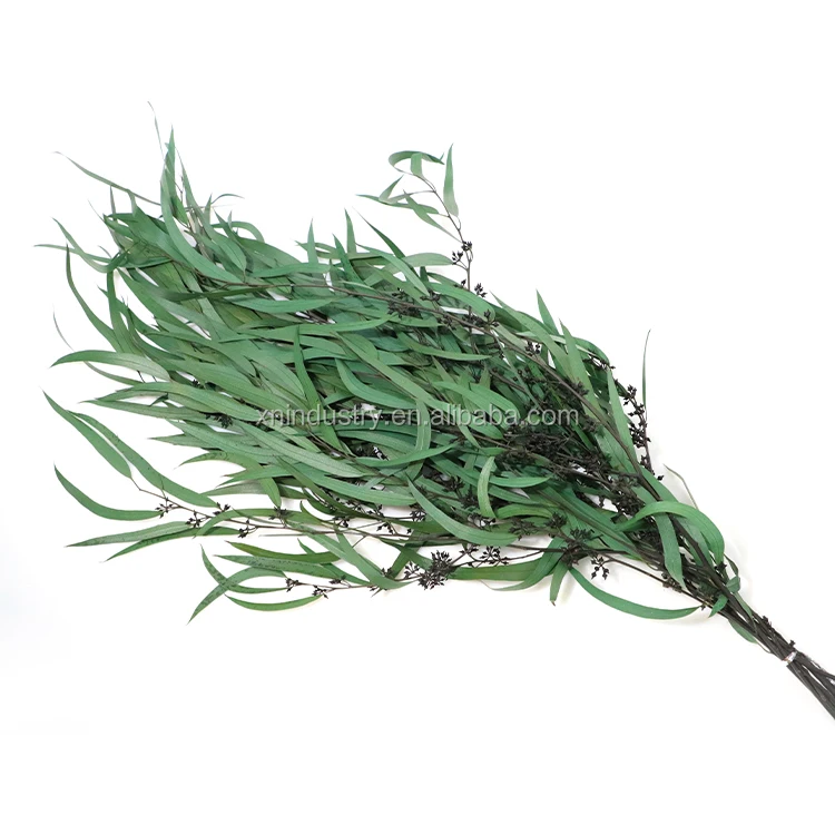 Home Indoor Decoration Leaves Rice Flower Preserved Plants Forever Eucalyptus Leaves with Cone