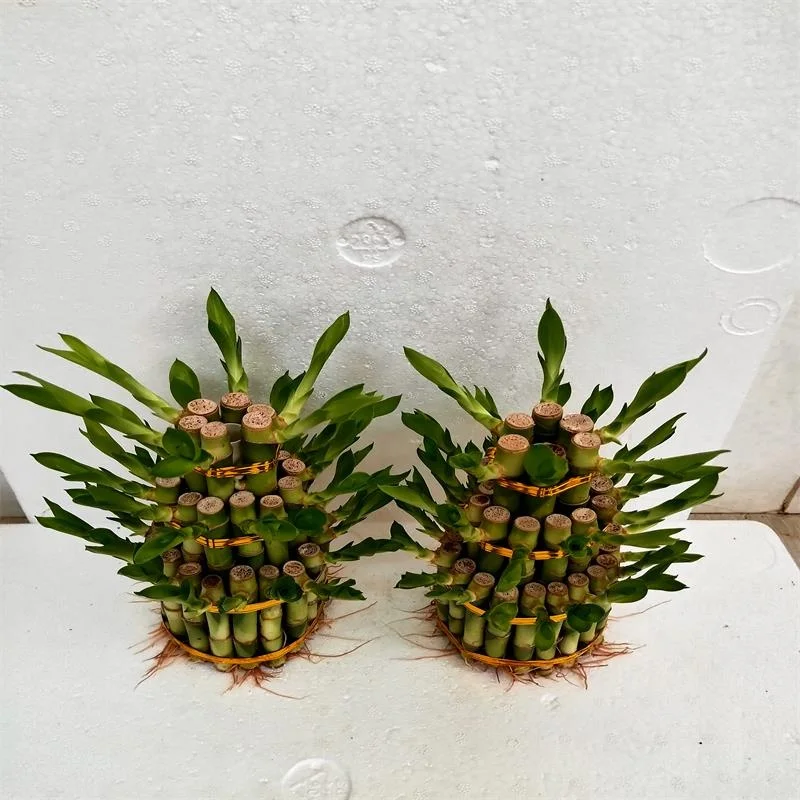 
Ornamental Indoor China Lucky Bamboo Plant Pyramid Dracaena Sanderiana Bonsai 