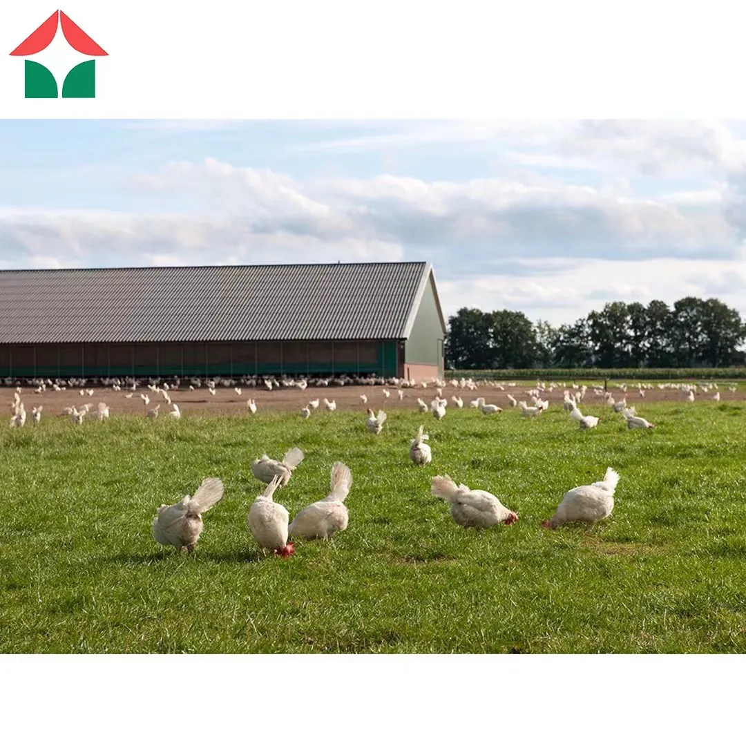 Сборная стальная конструкция строительные материалы ангар склады Сараи/ферма птицефабрика куриный Сарай/садовый