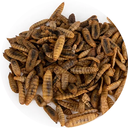 Dried Black Soldier Flies Larva Maggots Insects High Protein Dried Mealworms